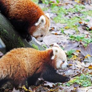 英国广播公司的新闻的tiktok主页(@bbcnews)