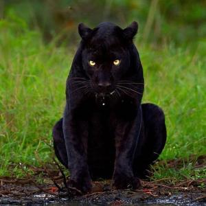 卡里姆·本泽马的tiktok主页(@karimbenzema)