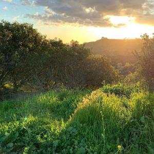 特莉安·贝利索里奥Troian Bellisario的tiktok主页(@sleepinthegardn)