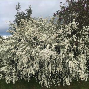 梨花的tiktok主页(@rinchan521)