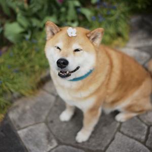 丸太郎Shinjiro Ono的tiktok主页(@marutaro)