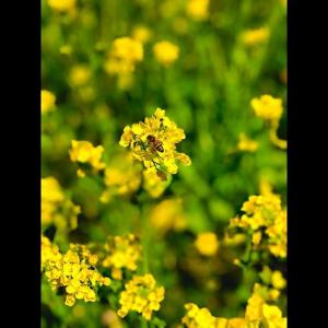 日本女星Becky的tiktok主页(@becky_dayo)