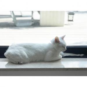 柴崎幸的tiktok主页(@ko_shibasaki)