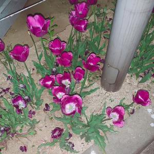 韩国女艺人张多慧的tiktok(@heizeheize)