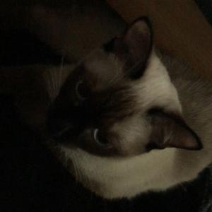 韩国艺人权玄彬的tiktok(@komurola)