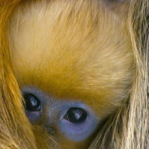 汉斯·季默tiktok