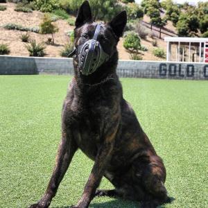 Ray Allen Manufacturing  tiktok